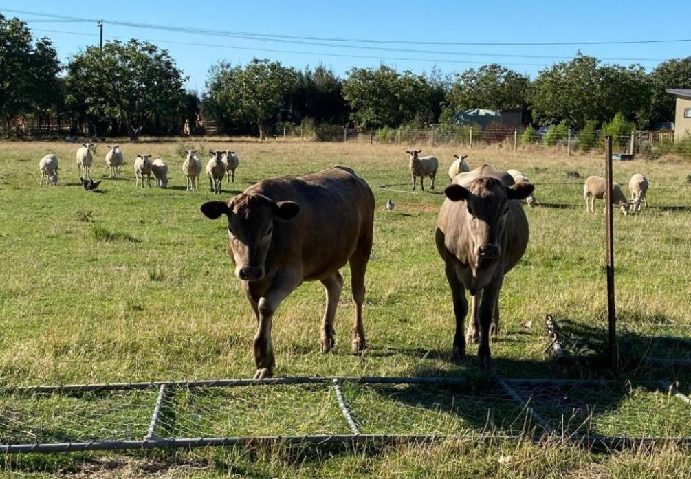 Appartamento Country Retreats On Ranzau 9 Hope Esterno foto